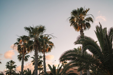 Fototapeta na wymiar Palm trees with beautiful pink sky at sunset