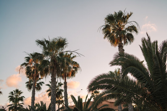 Palm trees with beautiful pink sky at sunset