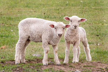 Fototapeta premium Two lambs in a field looking at the camera