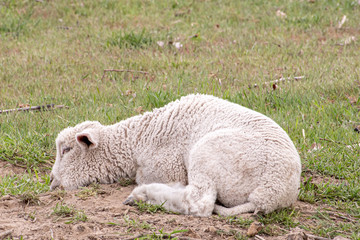 Obraz premium Young lamb resting in a field