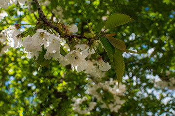 Blooming cherry branch with fresh white flowers on the bright green background under the sunlight in april. Selective focus. Springtime.