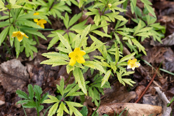 yellow flower Anemone ranunculus in the country