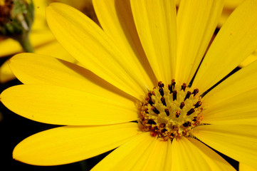 Close up of a yellow flower, Osteospermum or African daisy, asteraceae