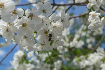 The blossom branches of tree in spring.