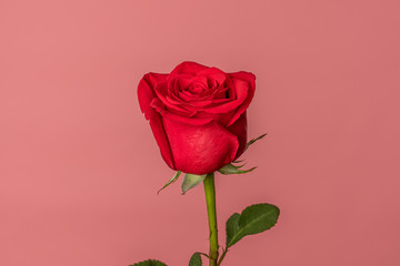 Close up photo of a red rose isolated over flamingo ping background