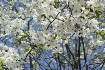The blossom branches of tree in spring.
