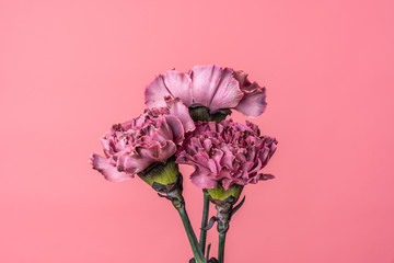 Close up of three dark pink carnation flowers isolated on flamingo pink