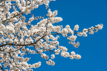 Apple tree flowers white blossom against blue sky