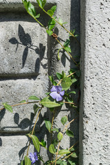 A flower on the stone wall.