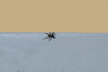 Little black spider on a gray background