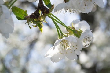 The blossom branches of tree in spring.
