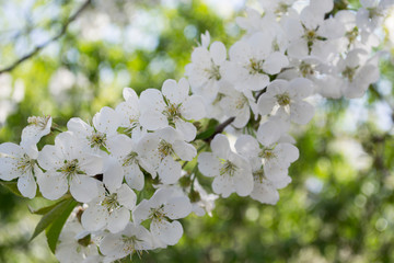 The blossom branches of tree in spring.