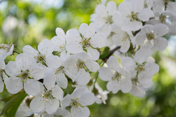 The blossom branches of tree in spring.
