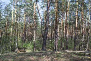 Obraz premium Pine forest landscape in spring.