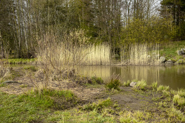 Spring landscape, nature after the rain.
