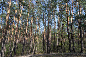 Fototapeta na wymiar Pine forest landscape in spring.