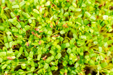 Green flax sprouts, close-up. Raw sprouts microgreen