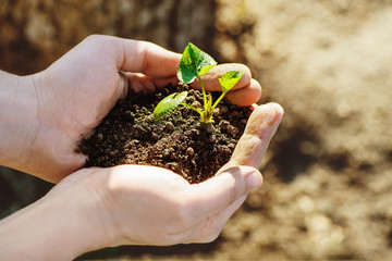 Hands holding young plant.