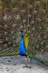 Obraz premium Peacocks showing their beautiful feathers.