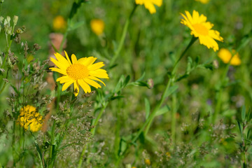 Close up of yellow wild flower on colorful meadow background. Spring time, fresh beautiful wildflowers. Bright yellow chamomile in the garden in sunny day. Floral backdrop.