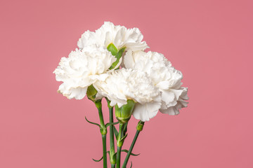 Detail of the Carnation flowers Dianthus caryophyllus also known as Clove Pink. Isolated on pure pink