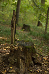 stump on green grass or graden