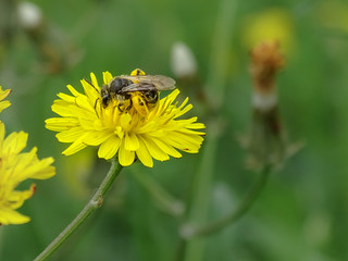 une jeune abeille butine