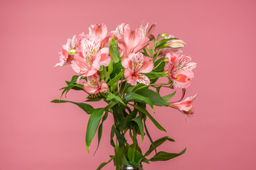 Fresh, alstroemeria bouquet of tender flowers isolated on candy pink. Wedding bouquet