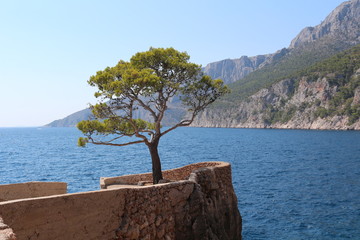 Drzewo  marzeń na wyspie Hwar w Chorwacji.