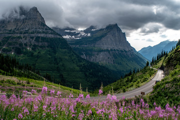 Pink flowers along a road through mountains with low hanging clouds above.