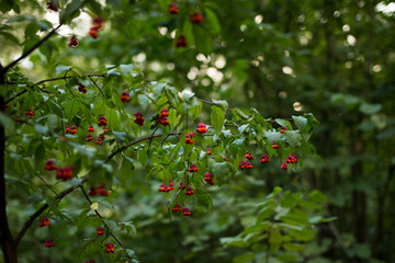 Branch with natural fresh ripe red berries background. Red ripe berries and colorful red and green leaves on berberis branch with background