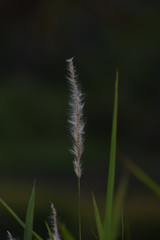 close up of grass