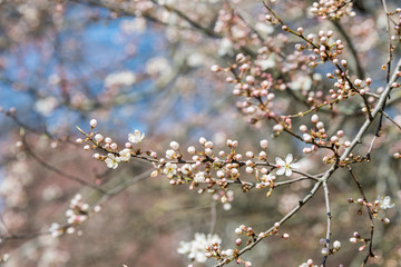 Cherry tree flowers white blossom against blue sky