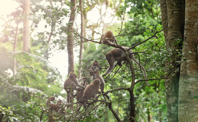 Monkeys in Monkey forest , Bali holidays