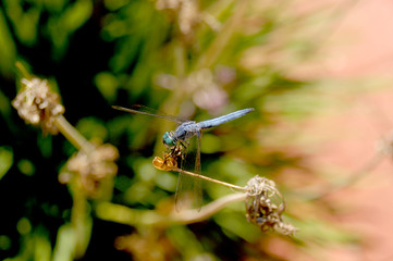 A blue-eyed dragonfly rests on a small branch with its transparent wings and alien appearance.   