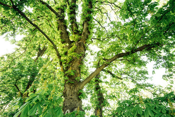 Gigantischer Kastanien Baum im Frühling