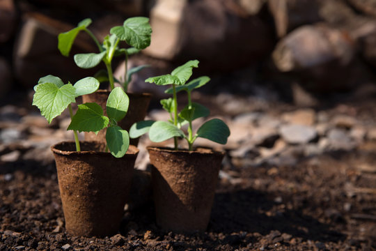 Pumpkin and cucumber seedlings in a garden. Sunny spring day.