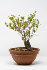 Bonsai melograno