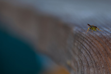 vespa em cima de madeira com fundo desfocado