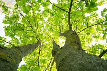 Kraftvolle große grüne Baumkrone