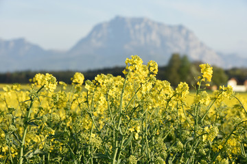Ein blühendes Rapsfeld in Desselbrunn mit dem Traunstein im Hintergrund (Salzkammergut,...