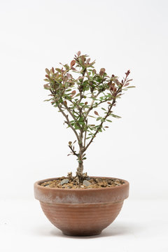 Bonsai barberis rosso