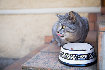 Gray British cat eating its food from bowl.