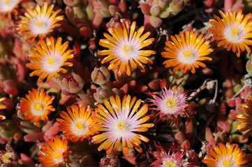 Fototapeta na wymiar Close up of a cluster of vivid mesembryanthemum or ice plant flowers in the spring garden on a sunny day
