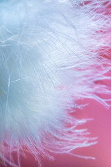 Delicate white swan fluff on a pink background. Blurred focus. Selective focus. defocus