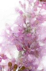 Close Up of Fresh Lilac Branches Frozen in Clear Ice