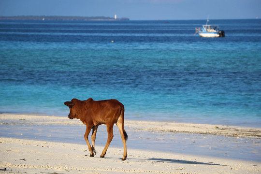 Cow Walking On Beach By Sea