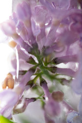 Close Up of Fresh Lilac Branches Frozen in Clear Ice