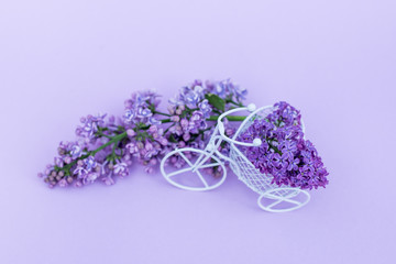 A small bicycle with a bouquet of flowers. Lilac branch in a vintage bike. Delivery in color. Lilac branches. Pink and purple flowers on a lilac background. Place for inscription