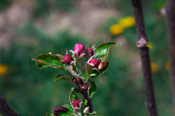 pink sprout of apple blossom